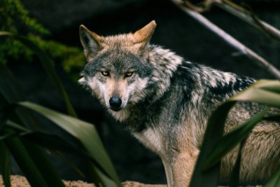 Moet je wolven vrezen op je volgende hike in Colorado?